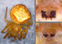 Araneus sturmi