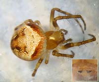 Araneus sturmi