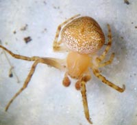 Araneus triguttatus