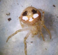 Araneus triguttatus