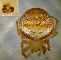 Araneus triguttatus