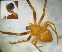 Araneus triguttatus
