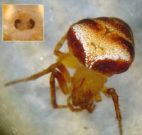 Araneus triguttatus