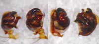 Araneus triguttatus