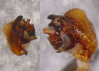 Araneus triguttatus