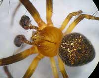 Araneus triguttatus