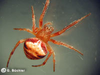 Araneus triguttatus