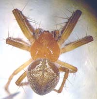 Araneus triguttatus