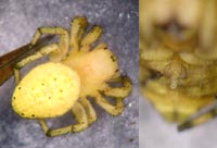 Araniella alpica