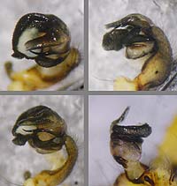 Araniella alpica