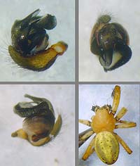 Araniella alpica