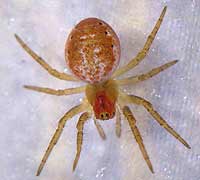 Araniella cucurbitina
