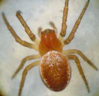 Araniella cucurbitina