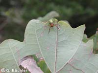 Araniella cucurbitina