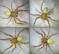 Araniella cucurbitina