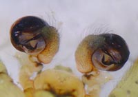 Araniella cucurbitina