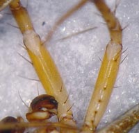 Araniella cucurbitina