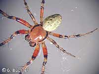 Araniella cucurbitina