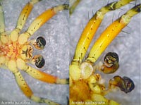 Araniella cucurbitina versus opisthographa