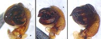 Araniella displicata