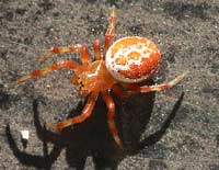 Araniella displicata