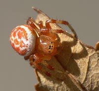 Araniella displicata