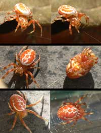 Araniella displicata