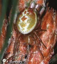 Araniella displicata