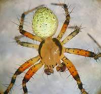 Araniella opisthographa