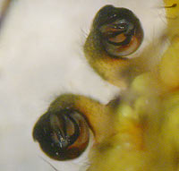 Araniella opisthographa