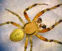 Araniella opisthographa