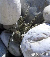 Arctosa cinerea