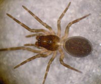 Argenna patula