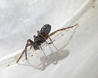 Argenna subnigra