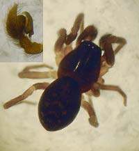 Argenna subnigra