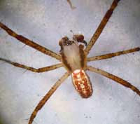 Argiope bruennichi