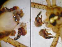 Argiope bruennichi