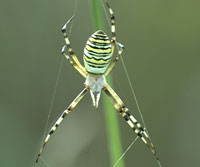 Argiope bruennichi