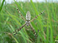 Argiope bruennichi