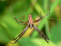 Argiope bruennichi