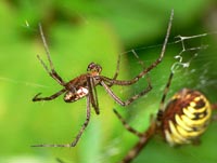 Argiope bruennichi
