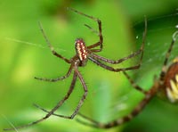 Argiope bruennichi