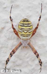 Argiope bruennichi