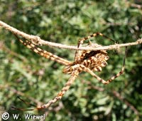 Argiope lobata