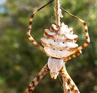 Argiope lobata
