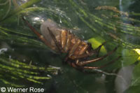 Argyroneta aquatica