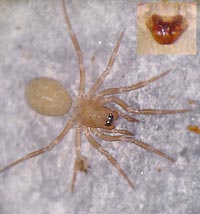Asthenargus paganus -> anklicken zum vergrössern (click to enlarge)