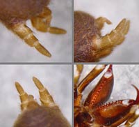 Atypus affinis