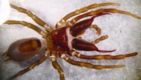 Atypus affinis
