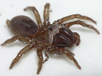 Atypus affinis